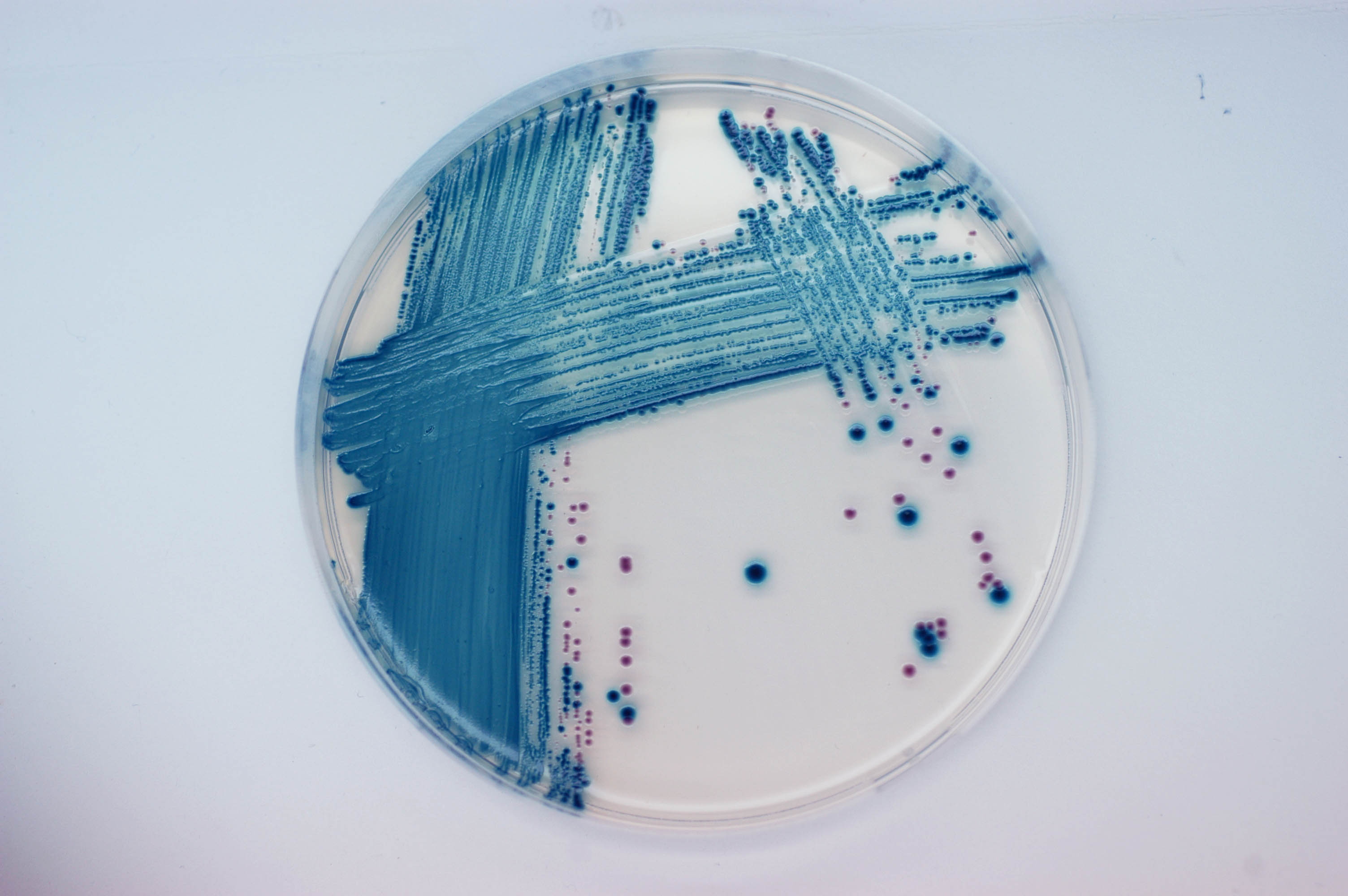 Хромогенне середовище для виявлення продукуючих шига-токсин E.coli (STEC) / CHROM STEC, Sanimed-M